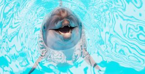 Адлер отдых с детьми Адлер отдых с детьми